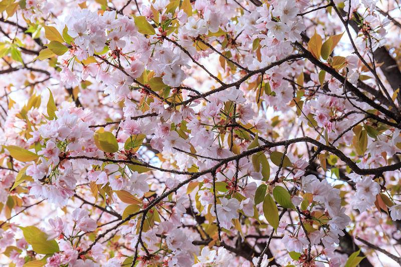 西陣・晩春桜めぐり(雨宝院・妙蓮寺・妙顕寺)_f0155048_19285776.jpg