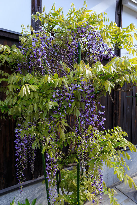 西陣・晩春桜めぐり(雨宝院・妙蓮寺・妙顕寺)_f0155048_19315823.jpg