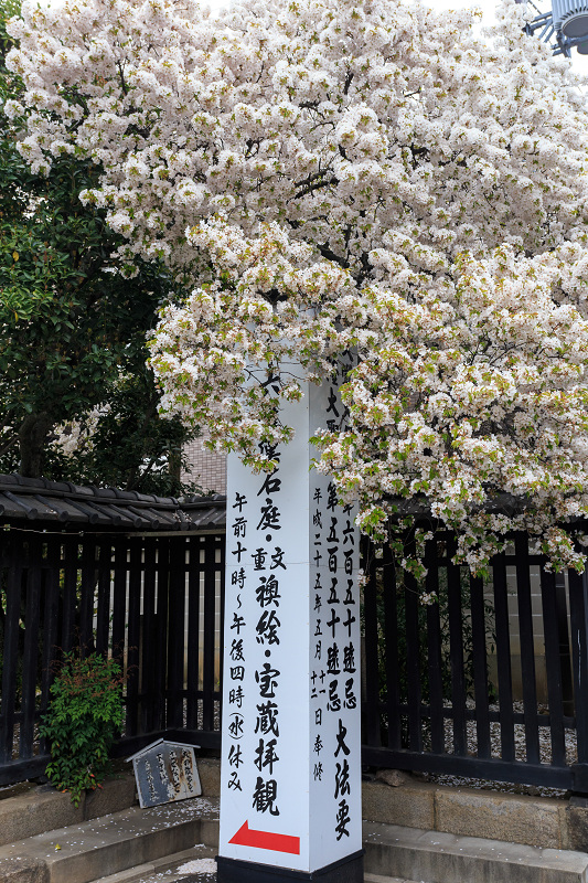 西陣・晩春桜めぐり(雨宝院・妙蓮寺・妙顕寺)_f0155048_19325846.jpg
