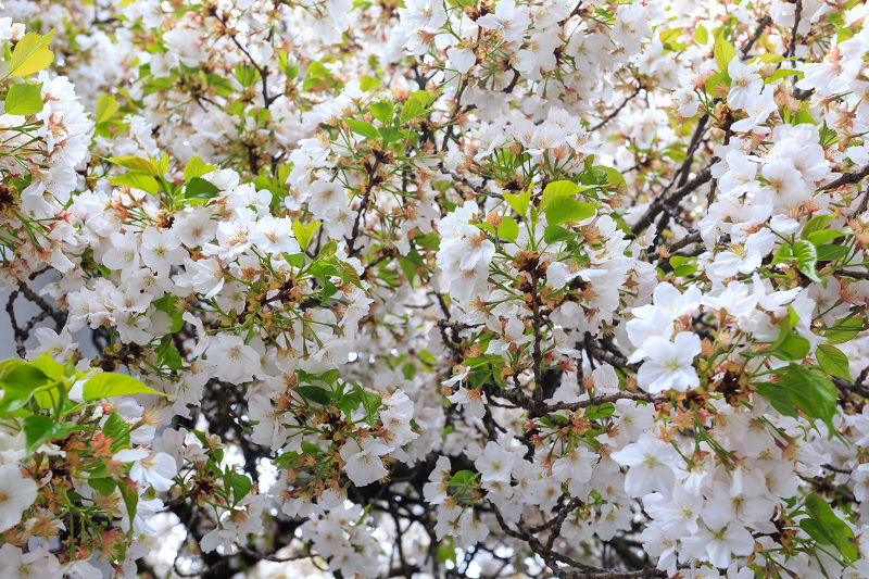 西陣・晩春桜めぐり(雨宝院・妙蓮寺・妙顕寺)_f0155048_193353100.jpg