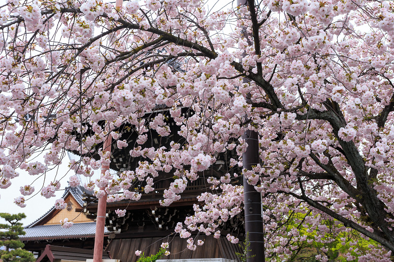 西陣・晩春桜めぐり(雨宝院・妙蓮寺・妙顕寺)_f0155048_19342058.jpg