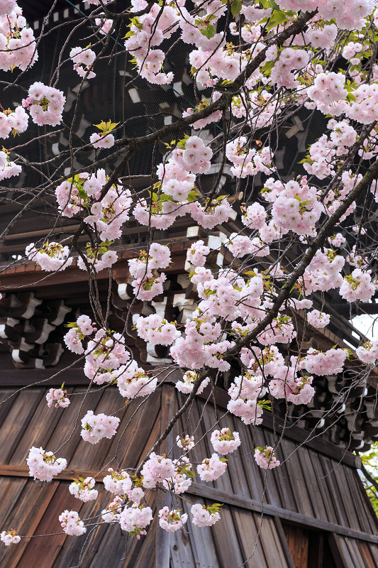 西陣・晩春桜めぐり(雨宝院・妙蓮寺・妙顕寺)_f0155048_19353059.jpg