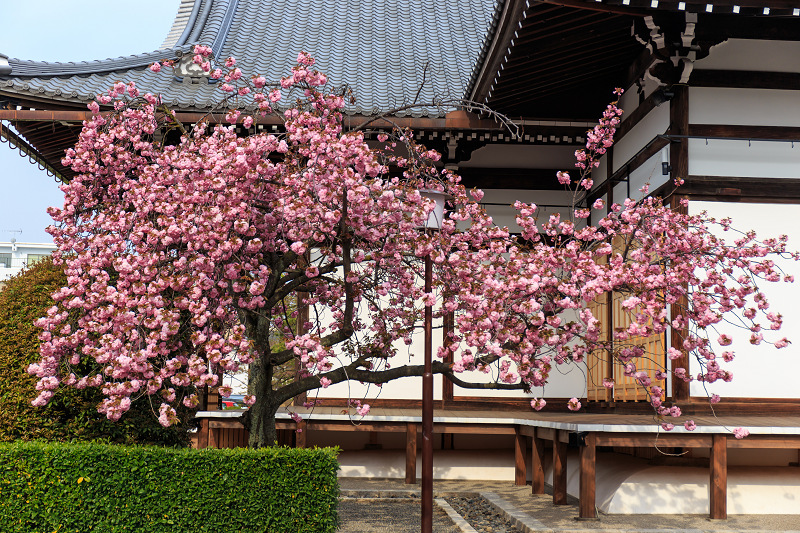 西陣・晩春桜めぐり(雨宝院・妙蓮寺・妙顕寺)_f0155048_19372093.jpg