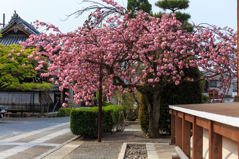 西陣・晩春桜めぐり(雨宝院・妙蓮寺・妙顕寺)_f0155048_19372885.jpg