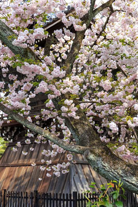 西陣・晩春桜めぐり(雨宝院・妙蓮寺・妙顕寺)_f0155048_19373553.jpg