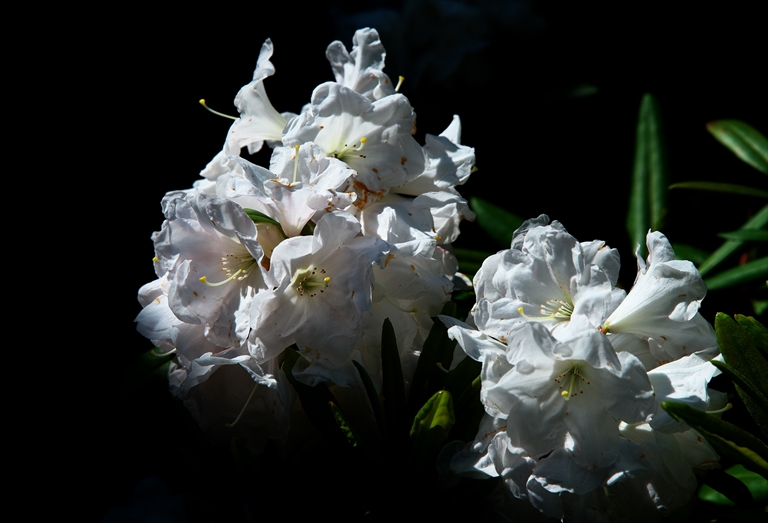 庭の花たち_f0346653_14251467.jpg