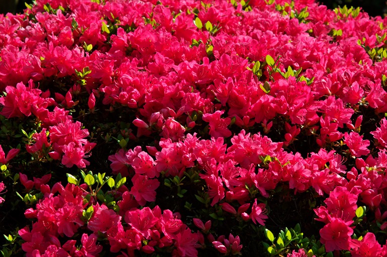 庭の花たち_f0346653_14304032.jpg