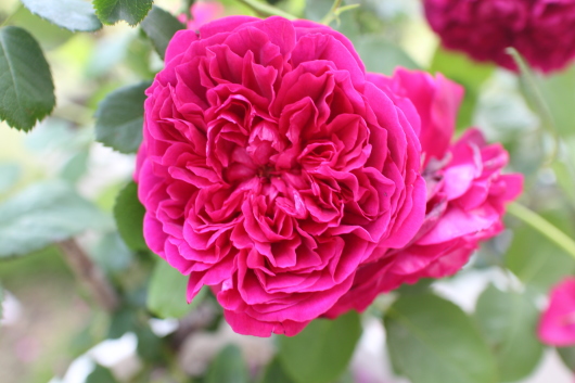 ウィリアム シェークスピア2000 La Rose 薔薇の庭 ウィリアム シェークスピア2000 La Rose 薔薇の庭