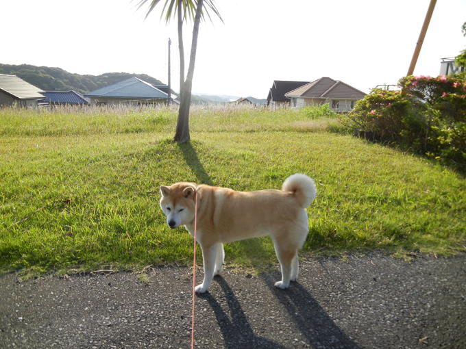 ’14,5,24(土)今日は母に会いに行く日だったのに・・・_f0060461_12291011.jpg