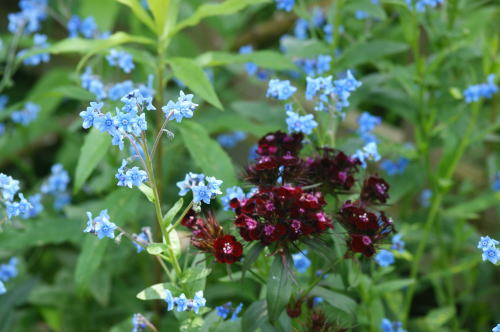 草ぶえの丘バラ園の草花_c0194163_21144934.jpg