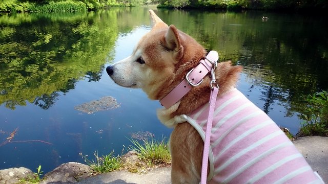 b0274270_11311068.jpg