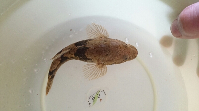 ドンコのグロちゃん あの頃のヒラタクワガタを求めて