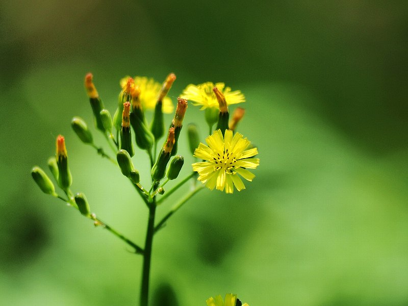 赤塚植物園　5月に　その５_d0316677_23565922.jpg