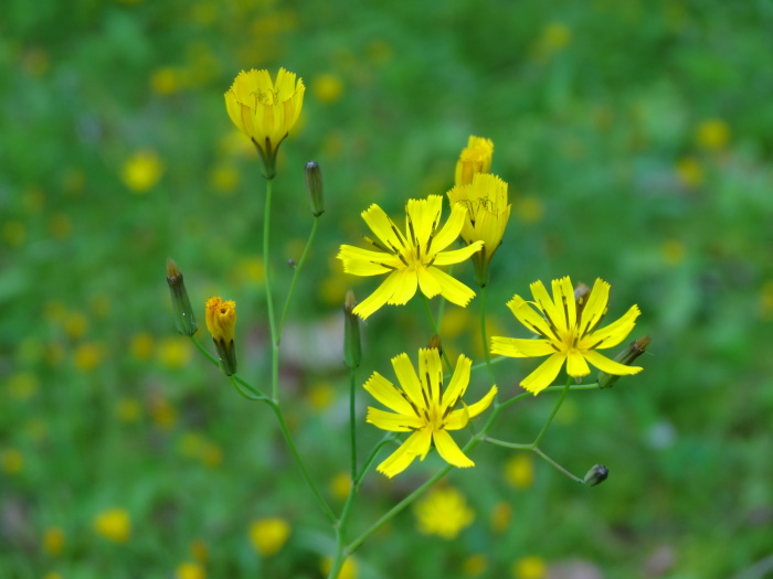 日の光が好きなニガナの花・・・　　　２０１４．５．２２_c0153880_20532612.jpg