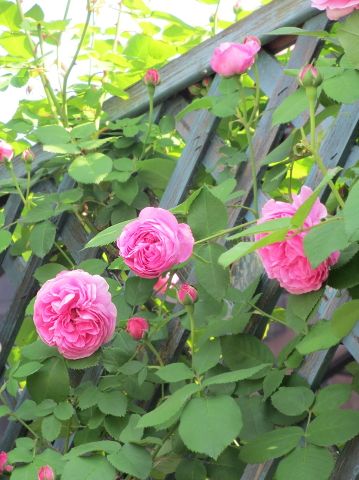小庭の薔薇　✿2014_d0098183_1056889.jpg