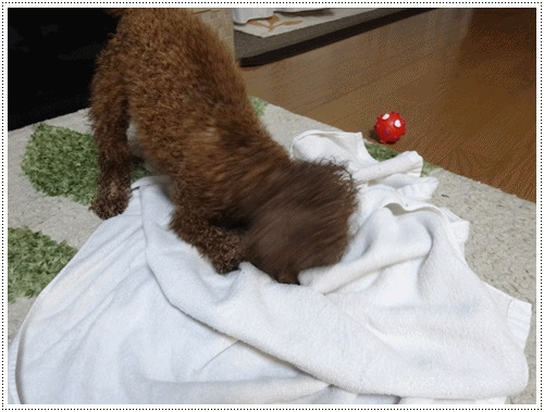 b0175688_033634.gif