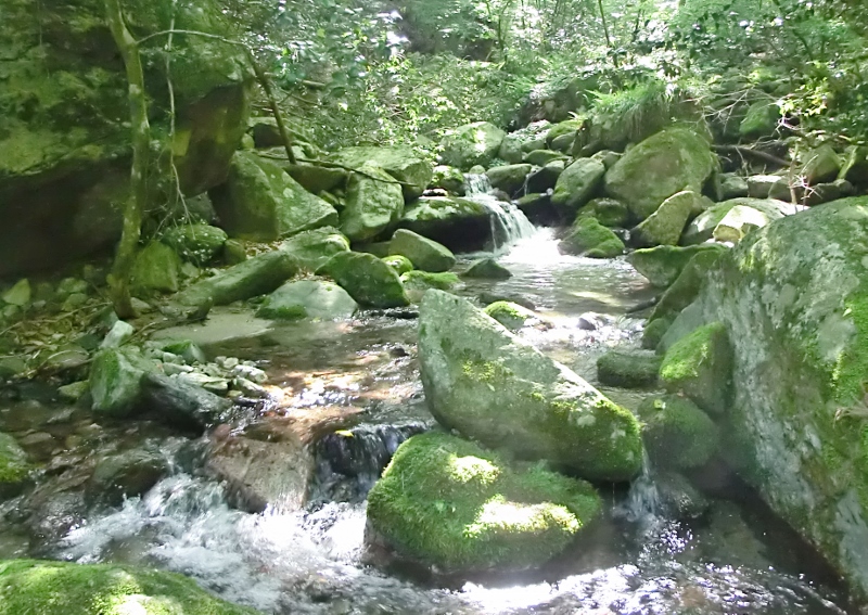 脊振山地の最高峰を谷沿いに辿る_d0125589_1211545.jpg