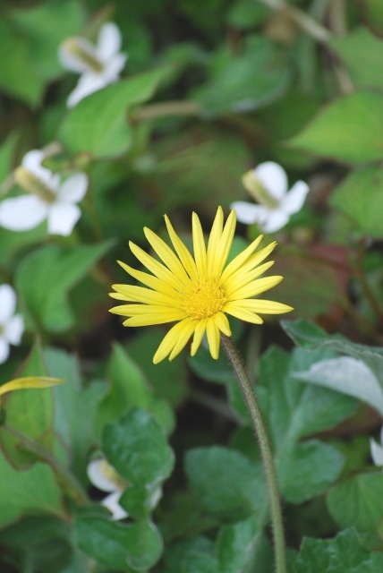 園内の花々と・・・_e0025300_20535277.jpg