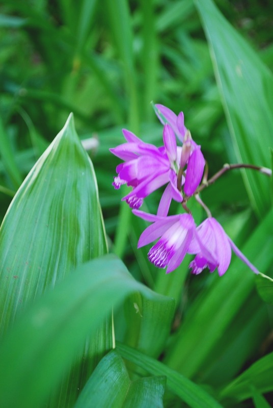 園内の花々と・・・_e0025300_21102484.jpg