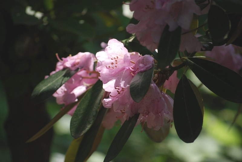 園内の花々と・・・_e0025300_21193880.jpg