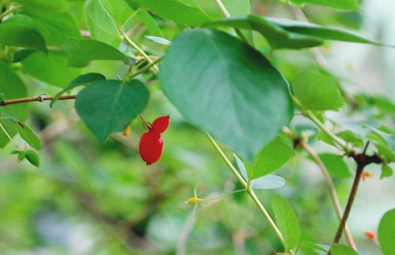 園内の花々と・・・_e0025300_21263477.jpg