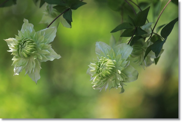 クレマチス 白万重 踊場 小さな庭で