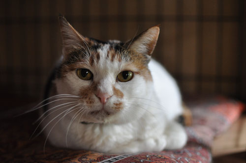 フウちゃんという名のみいちゃん りきの毎日