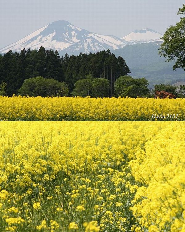 菜の花畑_c0249836_14104953.jpg