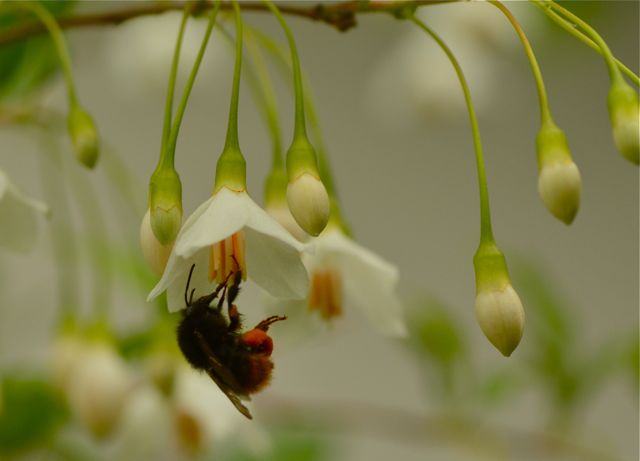 庭の花たち_e0099737_22192640.jpg