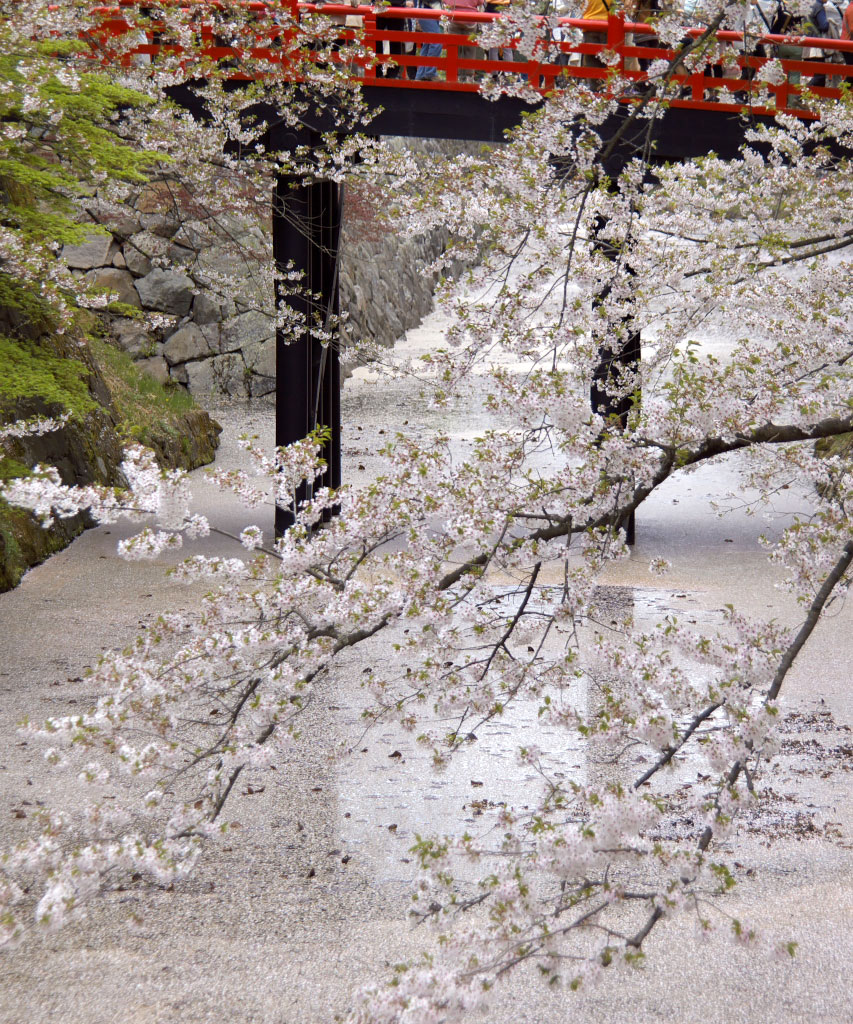 春の花２０１４（２５）　弘前城の濠の桜_f0160440_10461484.jpg