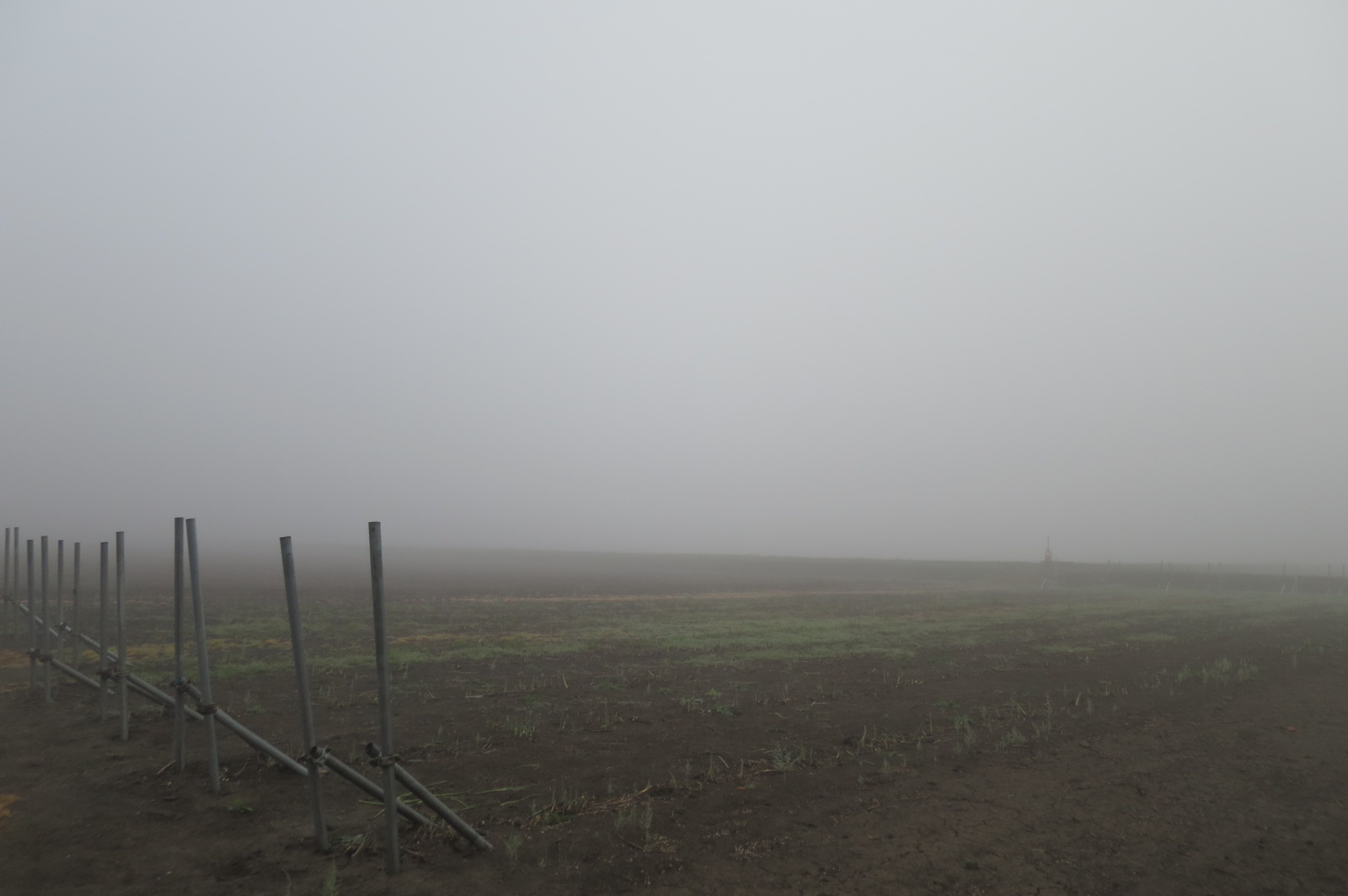霧の中の収穫_f0231042_1324113.jpg