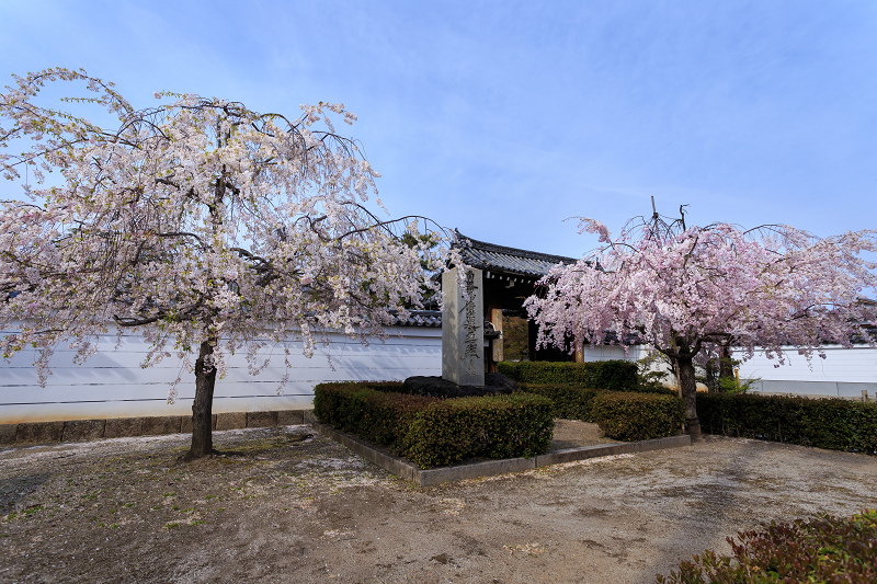 西陣・晩春桜めぐり(雨宝院・妙蓮寺・妙顕寺)_f0155048_2037078.jpg
