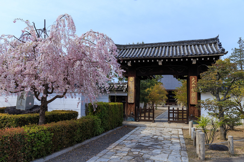 西陣・晩春桜めぐり(雨宝院・妙蓮寺・妙顕寺)_f0155048_20373341.jpg