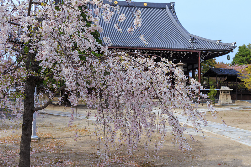 西陣・晩春桜めぐり(雨宝院・妙蓮寺・妙顕寺)_f0155048_20374962.jpg