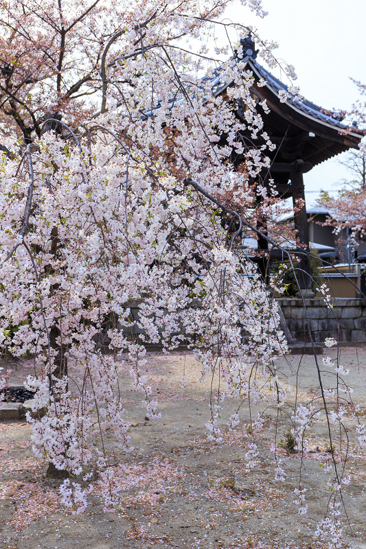 西陣・晩春桜めぐり(雨宝院・妙蓮寺・妙顕寺)_f0155048_20375688.jpg