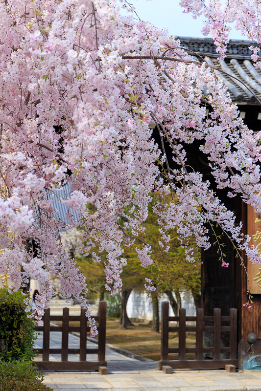 西陣・晩春桜めぐり(雨宝院・妙蓮寺・妙顕寺)_f0155048_20381523.jpg