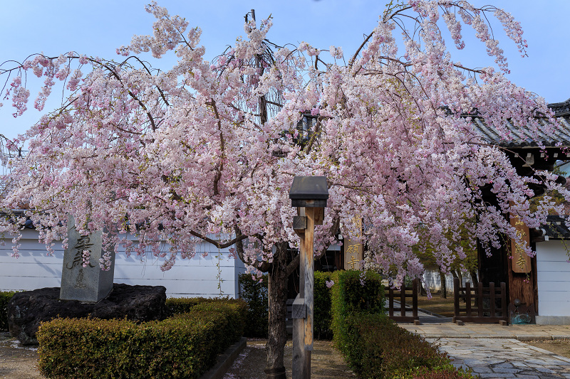 西陣・晩春桜めぐり(雨宝院・妙蓮寺・妙顕寺)_f0155048_20382661.jpg