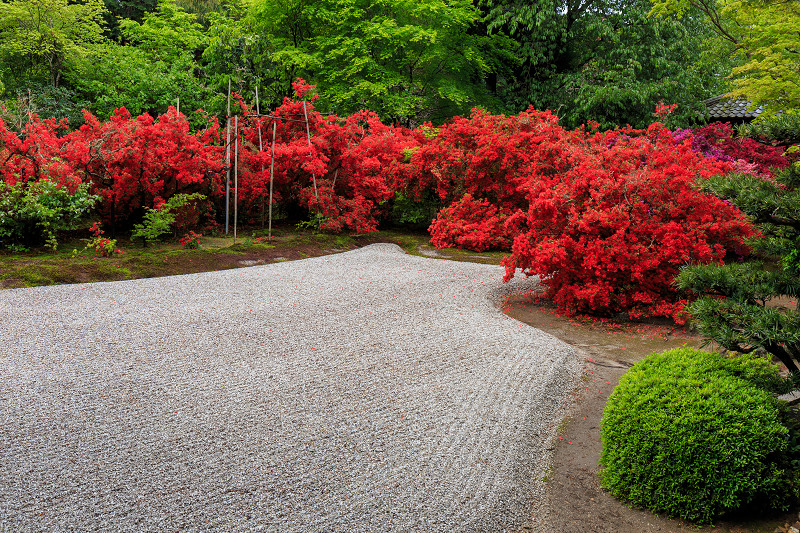 曼珠院門跡 キリシマツツジの咲くお庭 花景色 K W C Photoblog