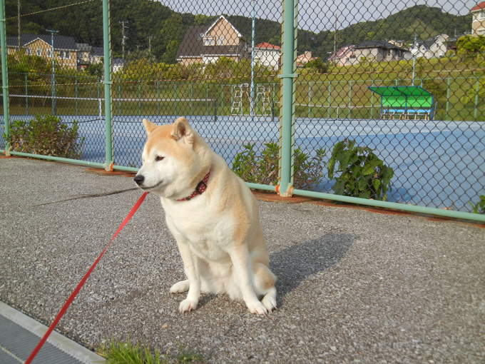 ’14,5,25(日)紫の小花の木!_f0060461_9542330.jpg