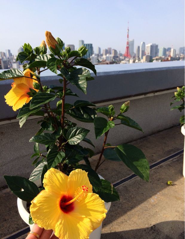 友人宅で☆BBQ_c0151965_1434362.jpg