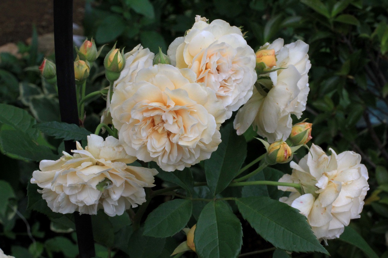 その一言に、毎日を生きています ~薔薇満開~_a0107574_19372003.jpg
