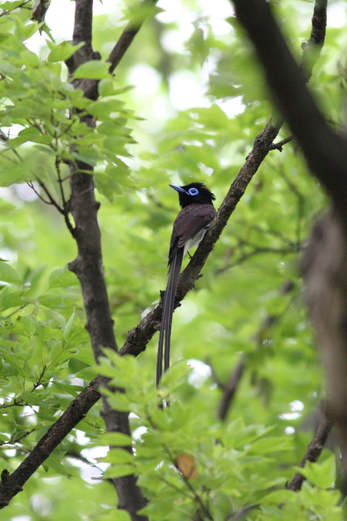 春の渡り　～サンコウコウチョウ日和～_e0071575_11334255.jpg