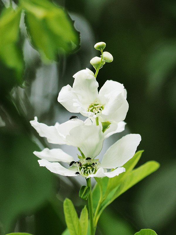 赤塚植物園　5月に　その７_d0316677_20215464.jpg