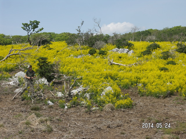 山頂のハルザキヤマガラシを抜きとろう！_a0253180_8524711.jpg