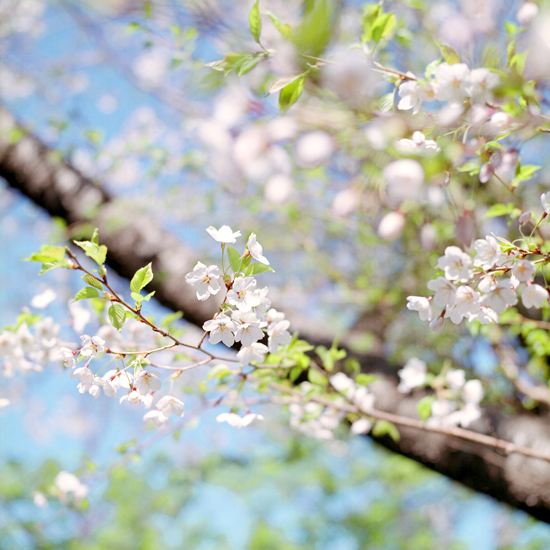 ことしの桜　小樽の巻　その７_c0160185_12333089.jpg