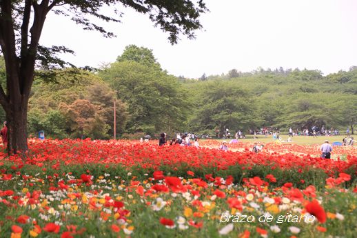 日本庭園からアイスランドポピーへ_c0212987_17332648.jpg