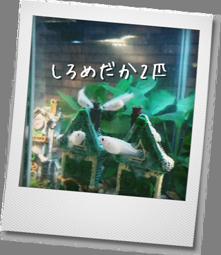 明日はお休み・・・_b0210688_1910678.png