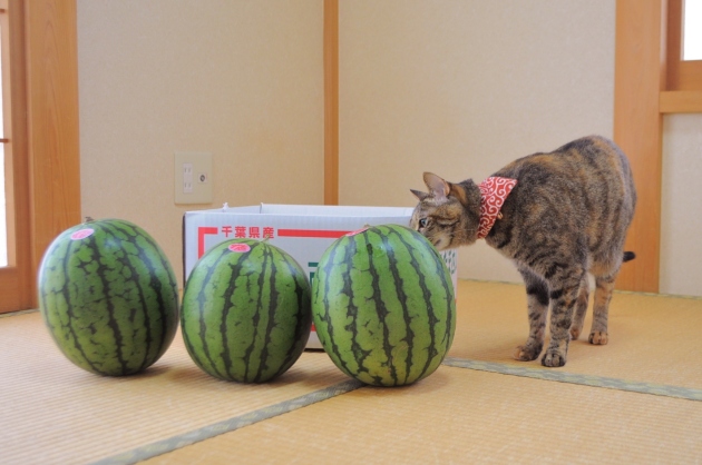 スイカの季節 Watermelon_a0126590_23144249.jpg