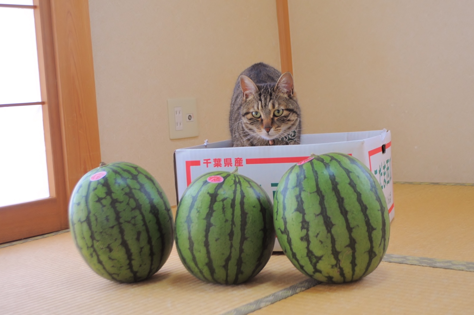 スイカの季節 Watermelon_a0126590_23145306.jpg