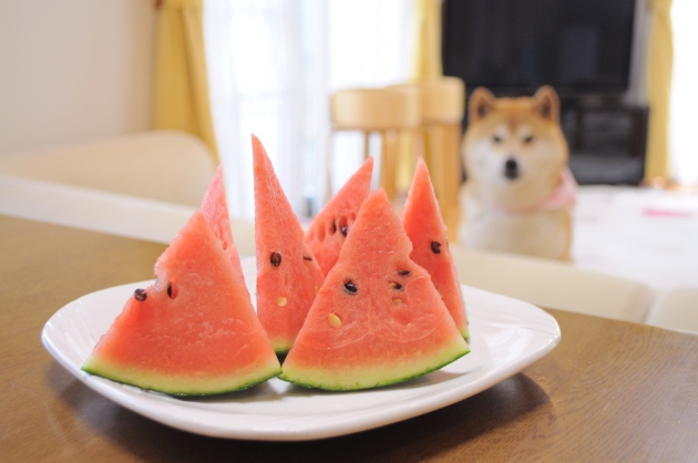 スイカの季節 Watermelon_a0126590_23150329.jpg